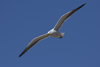 1cy fuscus in August, ringed in Finland. (81365 bytes)